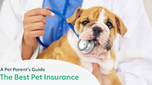 Use our comparison site, find out which insurance plan suits your pet the best & save! The Best Pet Insurance Companies For 2021 A Pet Parent S Guide