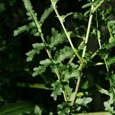 Image result for Erucastrum