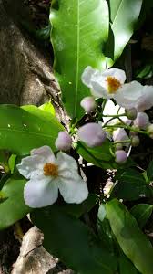 Image result for Diplazium humbertii