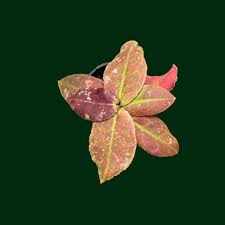 Image result for Quassia undulata