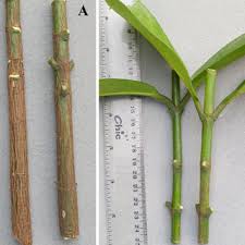 Pdf Propagation Of Garcinia Kola Heckel By Stem And Root Cuttings
