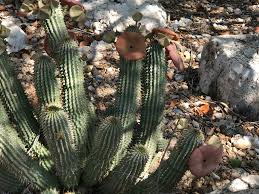 Image result for Hoodia