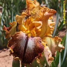 Maybe you would like to learn more about one of these? Tbkiltlilt Tbkthruo Iris Wiki