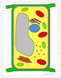 Photosynthesis biological vector illustration diagram with plan cell scheme. Label Clipart Plant Cell Plant Cell Clipart Png Download 5376743 Pinclipart