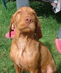 Find & download the most popular woman long hair photos on freepik free for commercial use high quality images over 9 million.woman long hair photos. Wirehaired Vizsla Dog Breed Information And Pictures