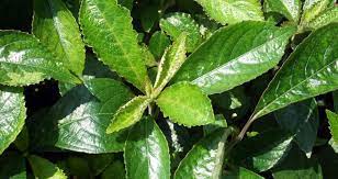 Pokok pecah beling atau nama saintifiknya strobilanthes crispus berasal dari wilayah madagascar hingga ke indonesia. Khasiat Daun Pecah Beling Inilahtasik Com