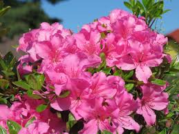 Rhododendron Obtusum Rohozec Azaleas Rhododendron Flowers