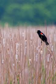 Black Bird With Red And Yellow Wing Tips Sing Your Heart Out Beautiful Birds Backyard Birds Black Bird