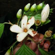 Image result for Dipterocarpaceae