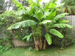 plante exotique a la maison tout savoir sur les bananiers plante exotique amenagement jardin amenagement jardin avec palmier