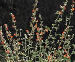 Image result for Palisota ambigua