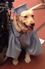 For Large Dogs Graduation Cap And Gown For By Woofsandruffles Graduation Cap And Gown Cap And Gown Graduation Cap