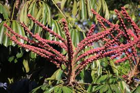 Image result for Heptapleurum actinophyllum