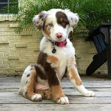 The australian shepherd temperament guide & personality profiles from real owners australian shepherds are some of the most amazing dog breeds in the world. Australian Shepherd Von Seiner Schonsten Seite Oder Ist Es Ein Border Collie Wer Weiss Es Genau Jedenfalls Ein Tolles Fotos Und Ein Tiere Lustige Hunde Hunde