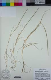 Image result for Hainardia