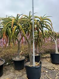 Image result for Aloe barendii