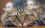 Best Cat Breeds For Kids | Petfinder