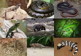 Squamata Wikipedia Get meaning and translation of monster in hindi language with grammar,antonyms,synonyms and sentence usages. squamata wikipedia