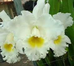 White Yellow Cattleya Orchid Cattleya Orchid Orchids Special Flowers