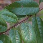 Image result for Marquesia macroura