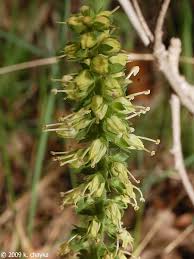 Image result for Millettia bussei