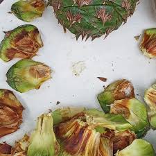 Image result for Lintonia nutans