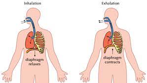 This is believed to occur mostly over relatively. The Excretory System Systems In The Human Body Siyavula