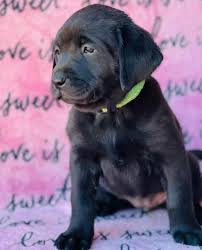 Silver Lab Puppies
