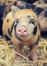 Resultat De Recherche D Images Pour Je Vais Porter Plainte Contre L Arnaque Shigeru Onda Micro Pigs Pet Pigs Cute Pigs