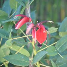 Image result for Erythrina falcata