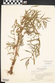 Image result for Ammannia auriculata