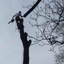 Hutchinson online kaufen & täglich von neuen angeboten profitieren! Hutchison Tree Service Llc Facebook