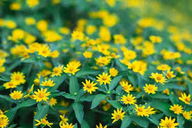 Image result for foto Vitálka