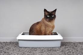 No conventional or alternative medical treatment. Reasons Why Cats Have Litter Box Problems And How To Solve Them