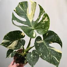 Monstera thai constellation lighting requirements. Nelumbogarden Nieuwe Monstera Thai Constellation Online Facebook