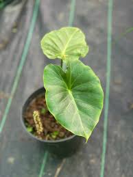 Image result for Remusatia