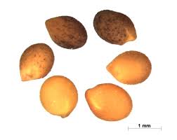 Image result for Trifolium wentzelianum