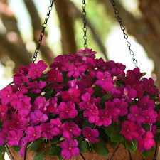 Image result for Impatiens purpureoviolacea