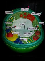 Animal cell 3d diagram labeled. Process Creating Plant And Animal Cells
