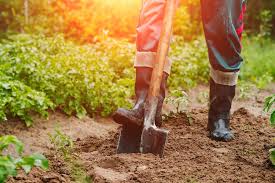 So kann die rose in der antriebszeit im frühjahr besonders launisch auf das verpflanzen reagieren und letztlich sogar eingehen. Baum Richtig Umpflanzen Anleitung Tipps