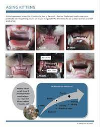 Their vision is improving and they are walking and running more confidently, and are holding their tails up. Facebook