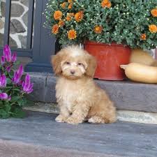 Breeding quality cockapoo puppies for sale with the american kennel club standard in mind.we are always striving for excellence in; Merle Cockapoo Puppy 613568 Puppyspot