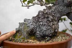 The attraction of oak bonsai is that they convey age. Rehabilitating A Coast Live Oak Bonsai Tonight