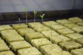 Check spelling or type a new query. 4 Techniques For Successfully Germinating Cannabis Seeds