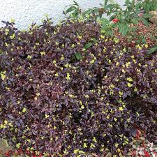 Maybe you would like to learn more about one of these? Pittosporum Tenuifolium Tom Thumb New Zealand Pittosporum Tom Thumb Uploaded By Loulou1976