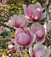 Image result for Magnolia White 1980 Amos and Sons