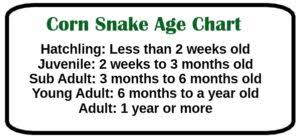 46 Up To Date Snake Food Size Chart