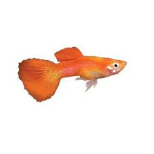 Blonde Delta Guppy Pet Fish Guppy Fish For Sale