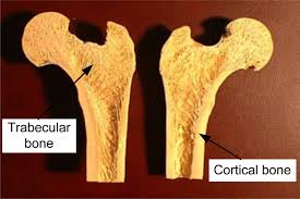 The skeleton consists of bones connected at joints, or articulations, and is subdivided into two divisions. A Cross Sectional View Of A Femur Bone Download Scientific Diagram
