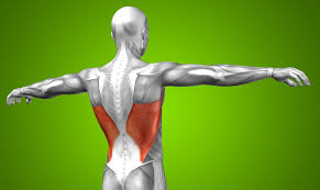 For instance, the sternocleidomastoid muscle of the neck has a dual origin on the sternum (sterno) and clavicle (cleido), and it inserts on the mastoid process of the temporal bone. Latissimus Dorsi The Definitive Guide Biology Dictionary